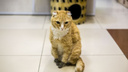 Кот с четырьмя титановыми лапками умер от генетической болезни в Новосибирске