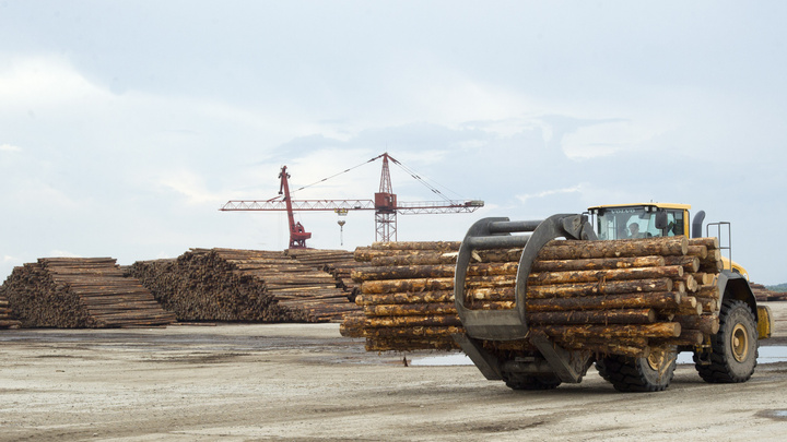 Ковид против экспорта леса: отрасль несет огромные убытки из-за ограничений на ввоз древесины в Китай