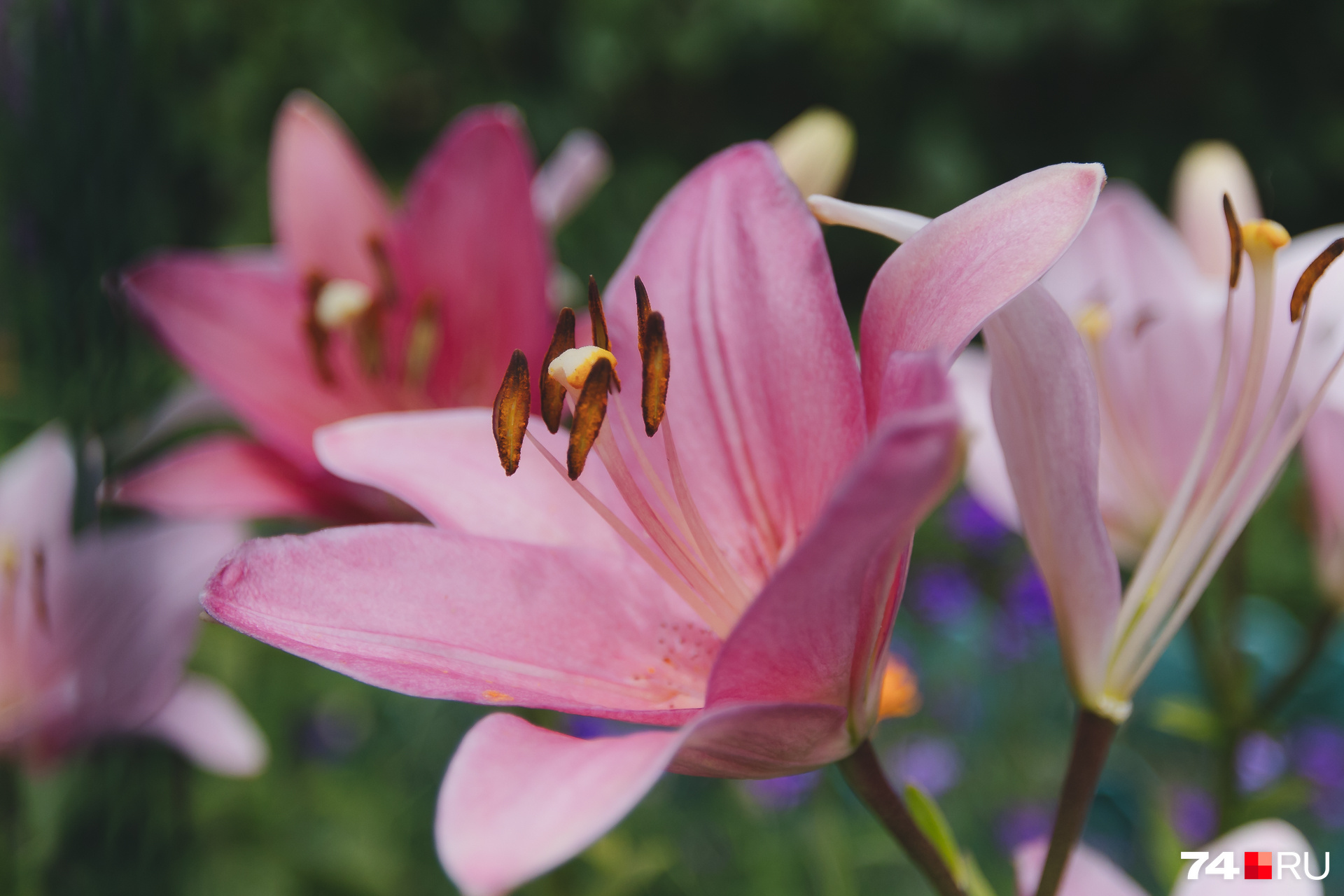 В этот раз мы попали на время цветения лилий и лилейника — в саду их множество самых разных оттенков