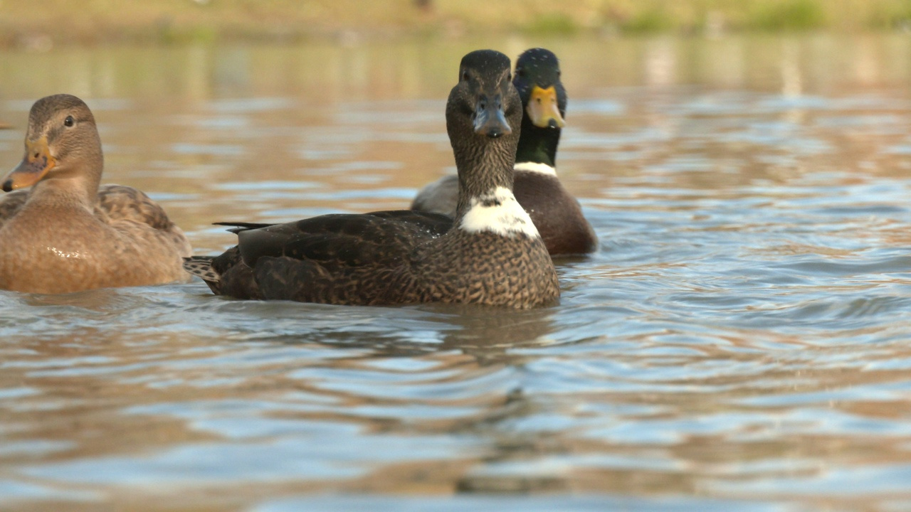 Wild duck санкт петербург фото 31