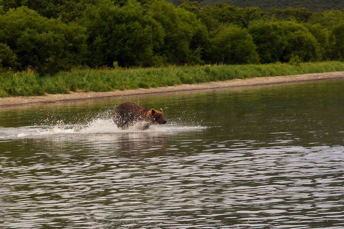 На первый взгляд медлительные и неуклюжие, медведи могут развивать стремительную скорость на рыбалке