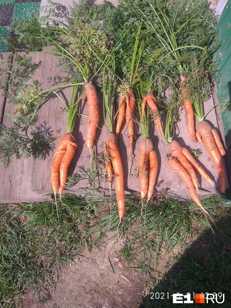 Такая морковь выросла из семян, которые дарили по акции в «Ленте»