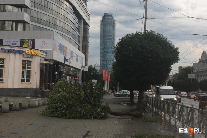 А это дерево упало на тротуар в самом центре Екатеринбурга — на улице Малышева