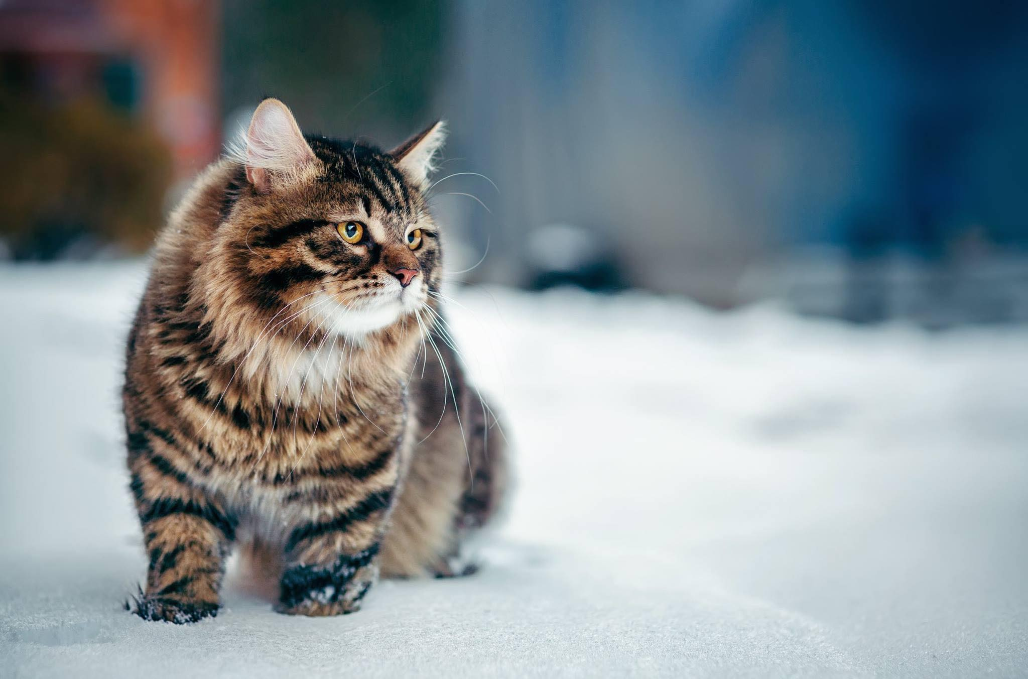 Красноярский тип сибирского кота