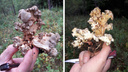 Под Новосибирском нашли странный ветвистый гриб. Возможно, это гриб-баран