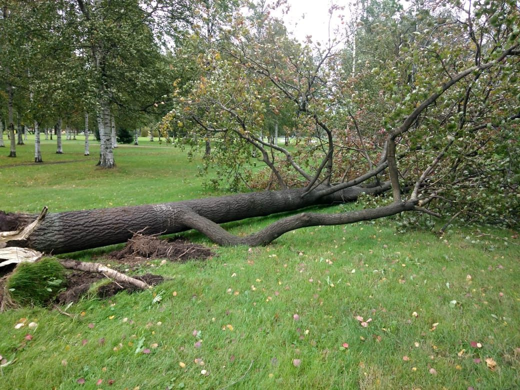 Несколько часов удвоили количество поваленных ветром деревьев в Петербурге