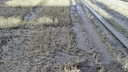 Свинокомплекс «Ромкор» заподозрили в сбросе фекалий на поле и в реку в Челябинской области