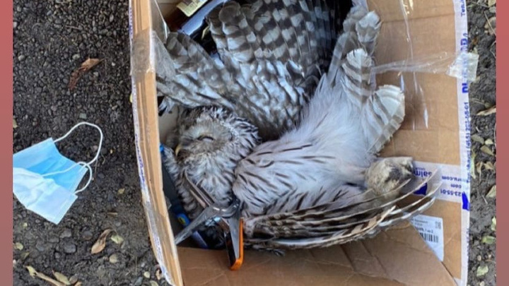 В Солнечном жестоко убили сову степлером