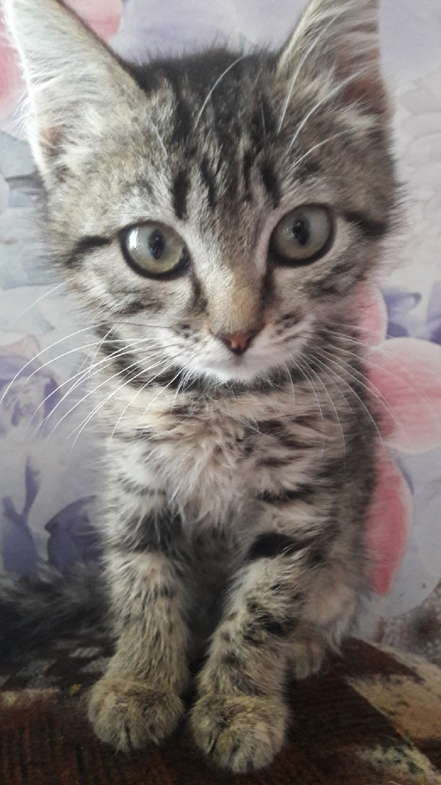 Котенка приютили месяц назад Котенка приютили месяц назад