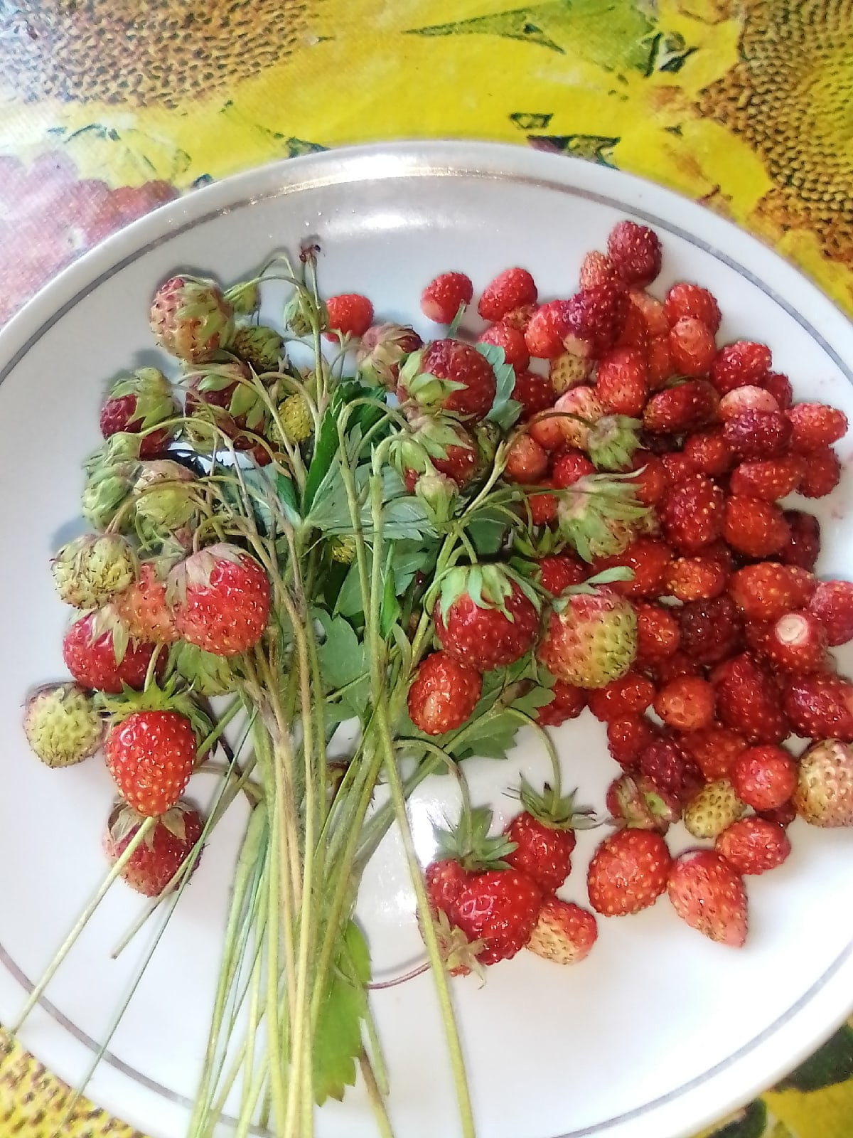 Лесная ягода поспевает и в Сузунском бору, некоторые ягоды еще зеленые