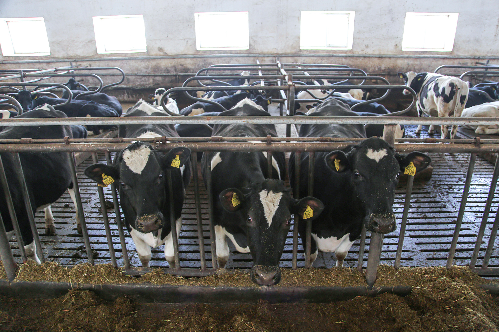 На ферме обитают порядка <nobr class="_">2,5 тысячи</nobr> черно-пестрых коров <nobr class="_">голштино-фризской</nobr> породы