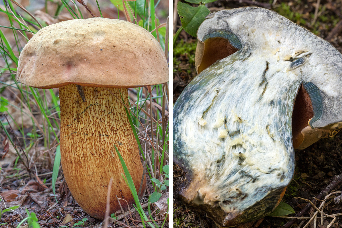 Как понять, что перед вами съедобный гриб, а не его опасный 