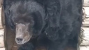 «Съел кашу с курицей»: отравленный в челябинском зоопарке медведь пришел в себя