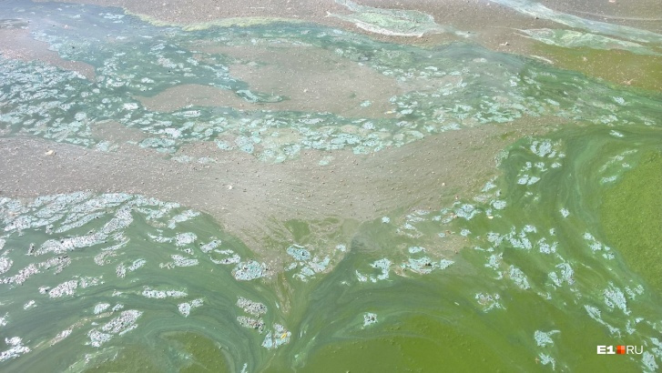 Так выглядела поверхность воды на Шарташе в 2018 году