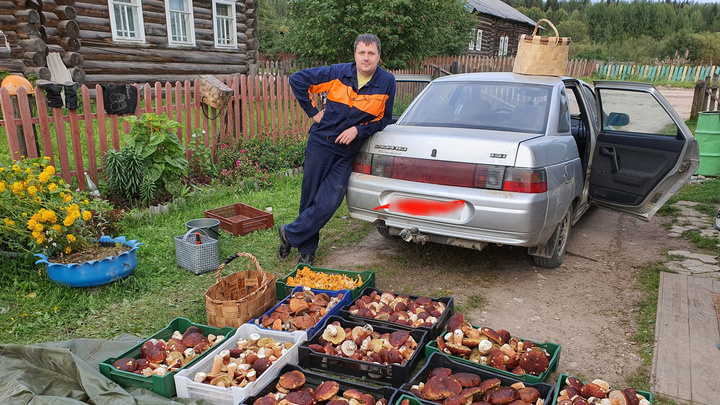 «Режь кучи и грузи в машину»: архангелогородец за один выезд собрал почти 100 кг грибов