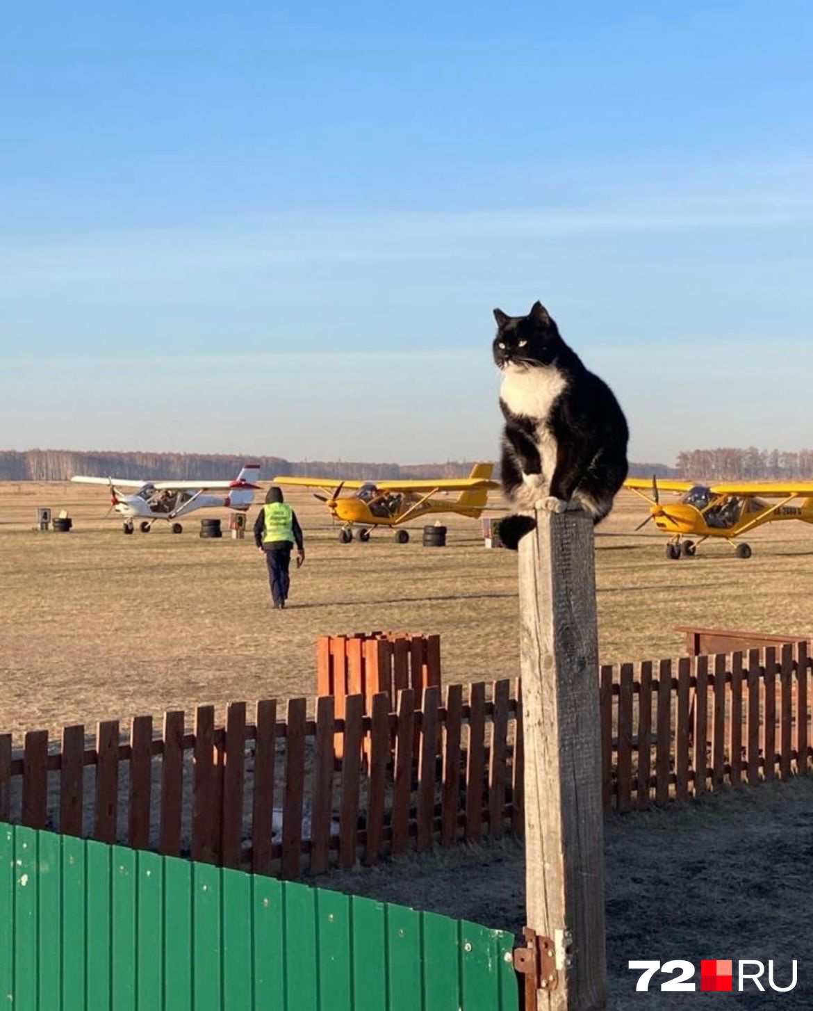 Этот котик живет на аэродроме и следит за порядком. Посмотрите, какой у него грозный взгляд