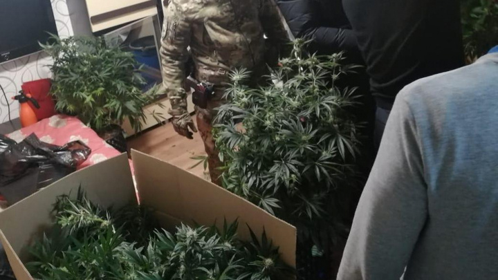 В арендованной квартире красноярец обустроил плантацию для выращивания марихуаны