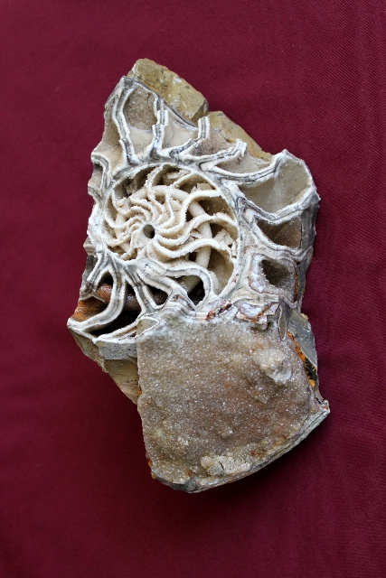 Такие ископаемые были найдены при разработке Шахтау
