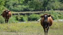 В Зауралье могут сократиться поголовье скота. Баранина подорожает, молоко и говядина — нет