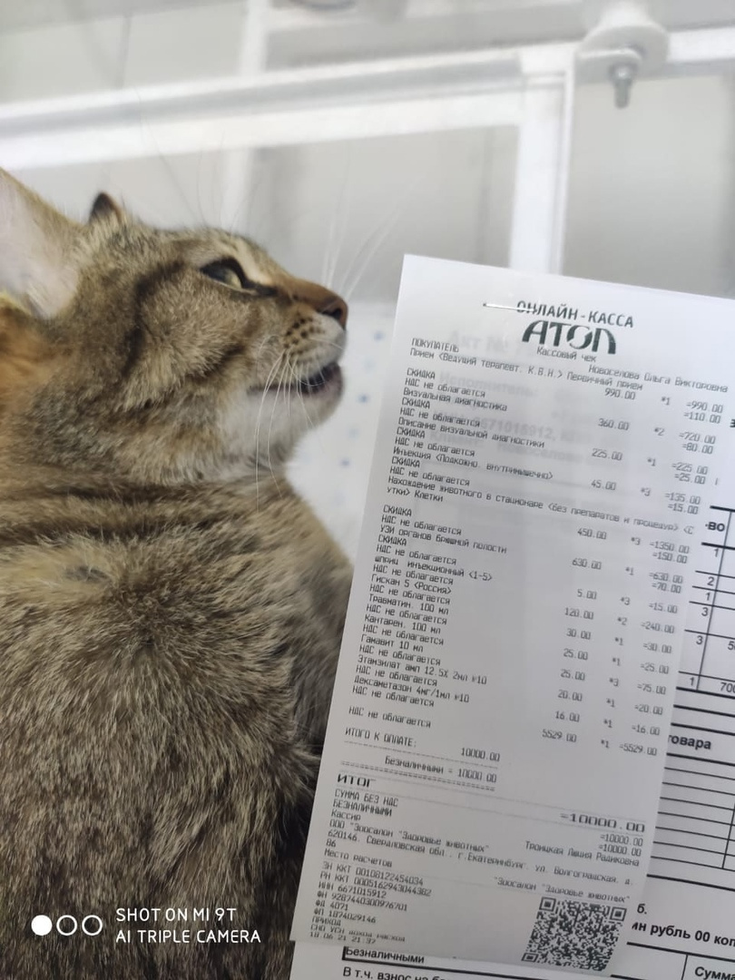 На лечение кошки волонтеры уже потратили <nobr class="_">10 тысяч</nobr> рублей