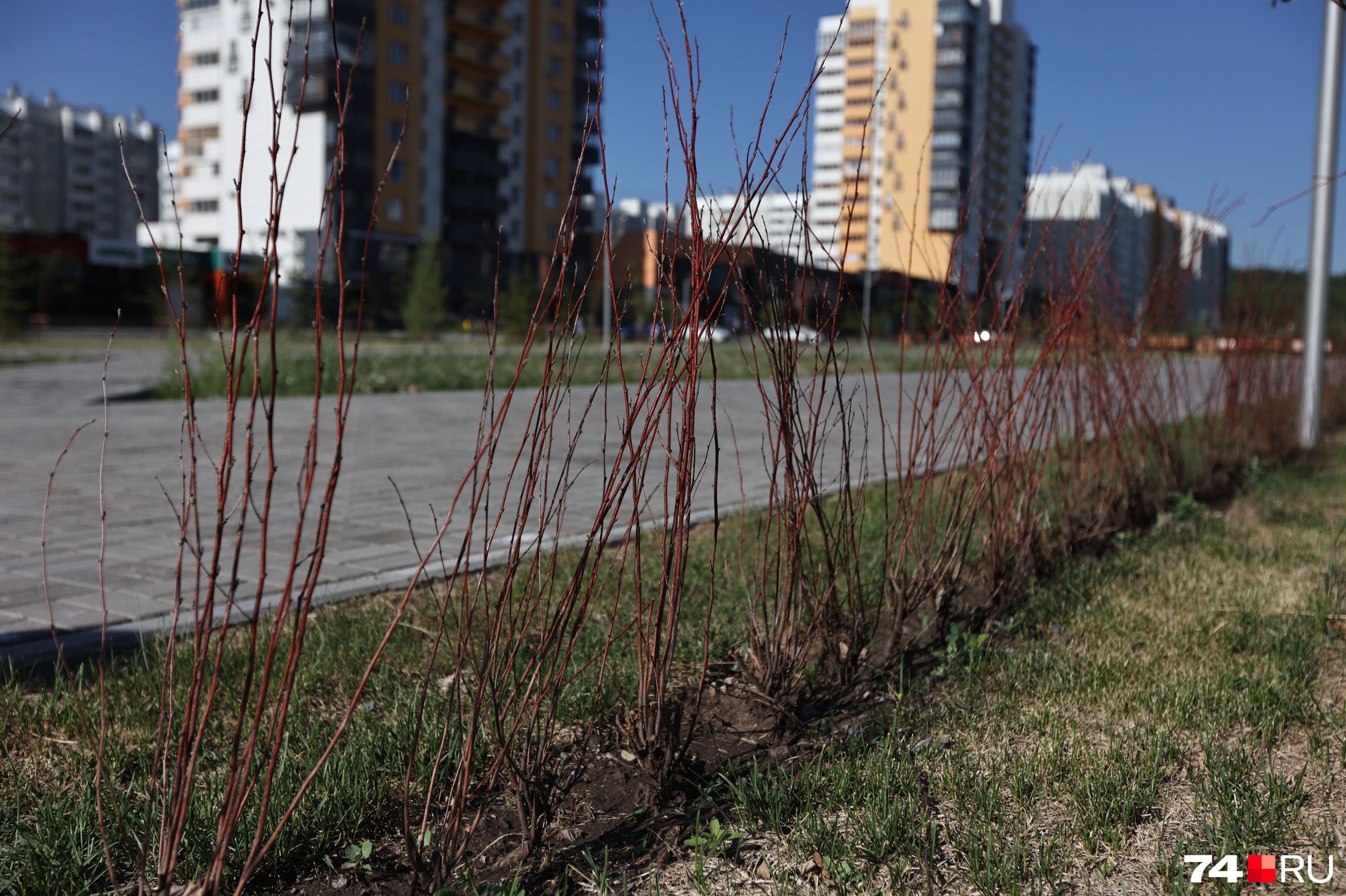 На живой изгороди за 3,6 миллиона рублей в разгар лета ни листочка На живой изгороди за 3,6 миллиона рублей в разгар лета ни листочка