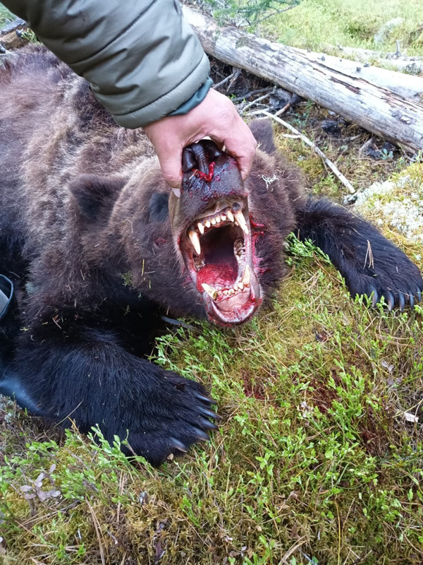 Убийство медведя после нападения на человека — необходимость