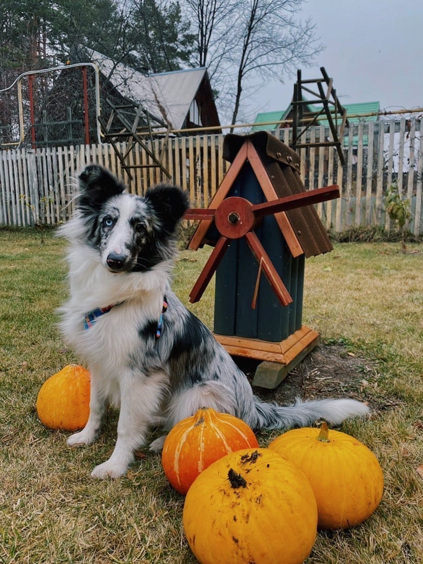 Очаровательный пес Юджи к Хеллоуину готов! Поглядите, как он старательно охраняет тыквы