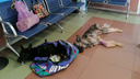 «Собак просто пытали голодом»: зоозащитники в ужасе от условий в частном приюте под Архангельском