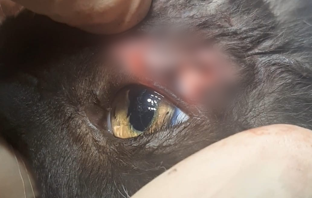 Врачи смогли спасти котенку глаз