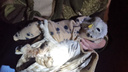 Житель Екатеринбурга спас сову, которая застряла на вершине фонарного столба и сломала лапу