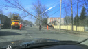 «Чуть не пришибло»: в Ярославле дерево рухнуло на провода