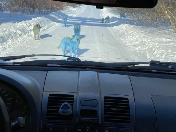 Странный синий оттенок был замечен у целой стаи собак Странный синий оттенок был замечен у целой стаи собак