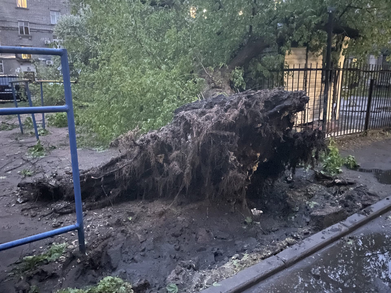 Смерч в питере. Ураган в Петербурге. Ураган в Питере вчера. Поваленные деревья в Санкт Петербург. Бобра придавило деревом.