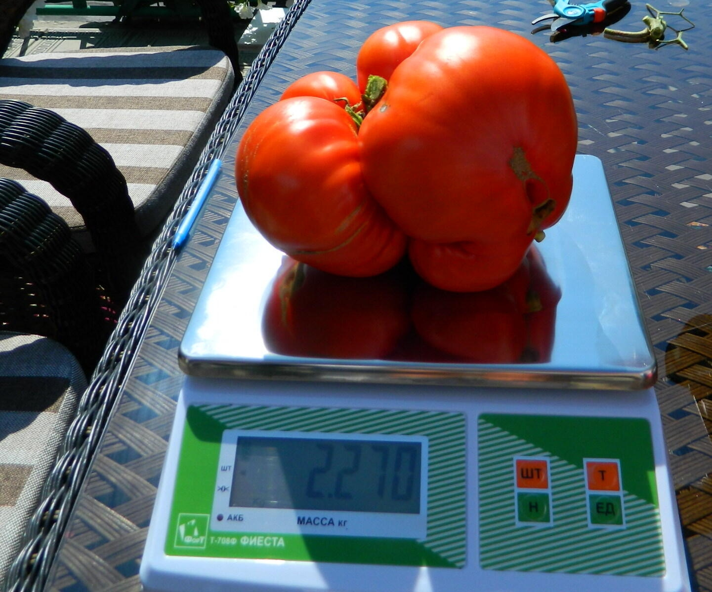 200 кг помидор. Минусинский помидор 2021 победитель. Самый большой томат Минусинский. Праздник Минусинского помидора.