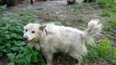 Врачи выявили рак у пса Беляша, которого спасли на новосибирской заправке после взрыва