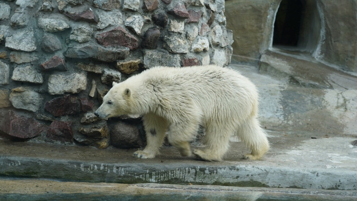 Мэр рассказал, когда в Екатеринбург переедет вторая белая медведица