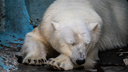 Зоопарк готов попрощаться с белыми медведями Норди и Шайной. Что ему мешает?