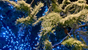 Теперь можно официально ждать Нового года: атмосферный фоторепортаж из снежного Пинежья