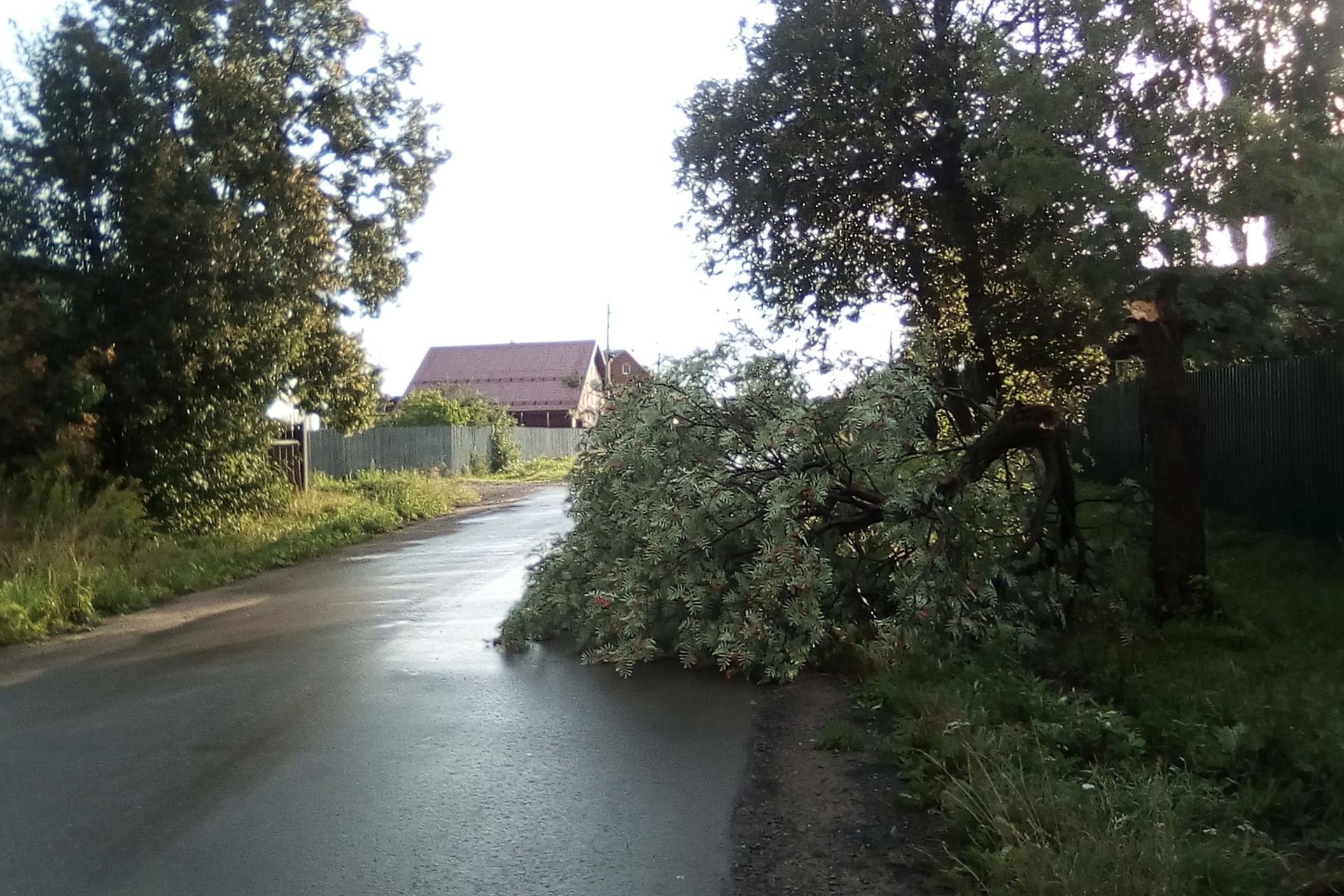 В Добрянке на улице Орджоникидзе ветер сломал крепкое молодое дерево