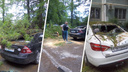 В Ростове дерево упало на припаркованные машины