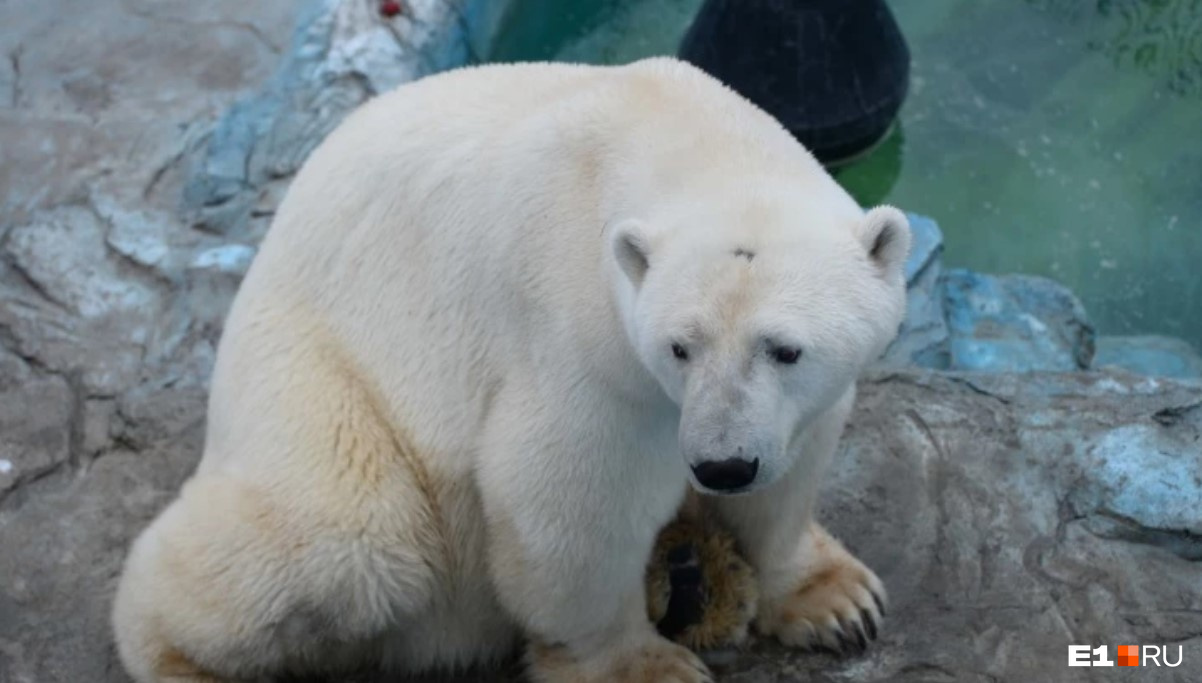 В апреле этого года в зоопарке умер любимец горожан — белый медведь Умка