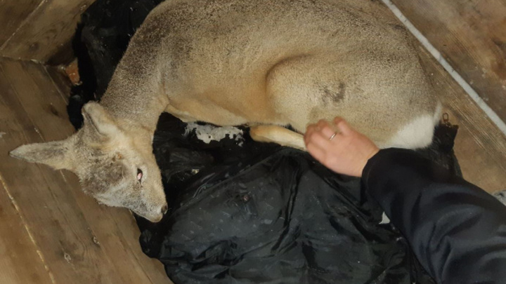 В Балахте бродячие собаки напали на косулю — ее спасли местная жительница и полицейские