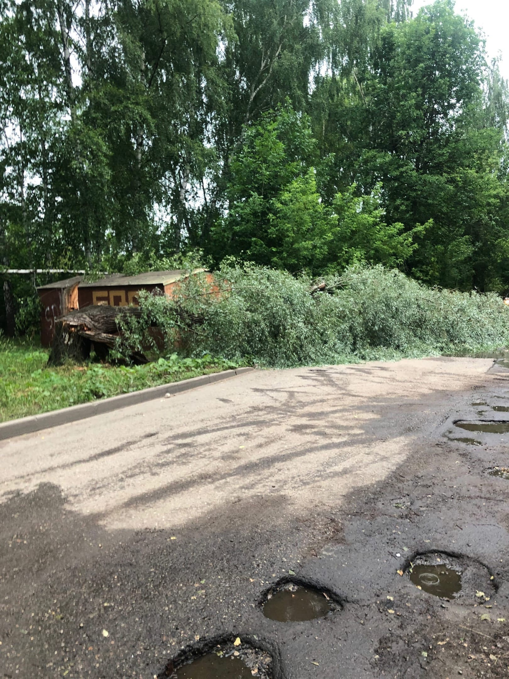 Ярославль буря. Ураган в Ярославле 1984. Деревья в Ярославле. Ураган фото. Снимки грозы.