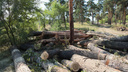 В Минусинске ради парка отдыха рубят вековые сосны