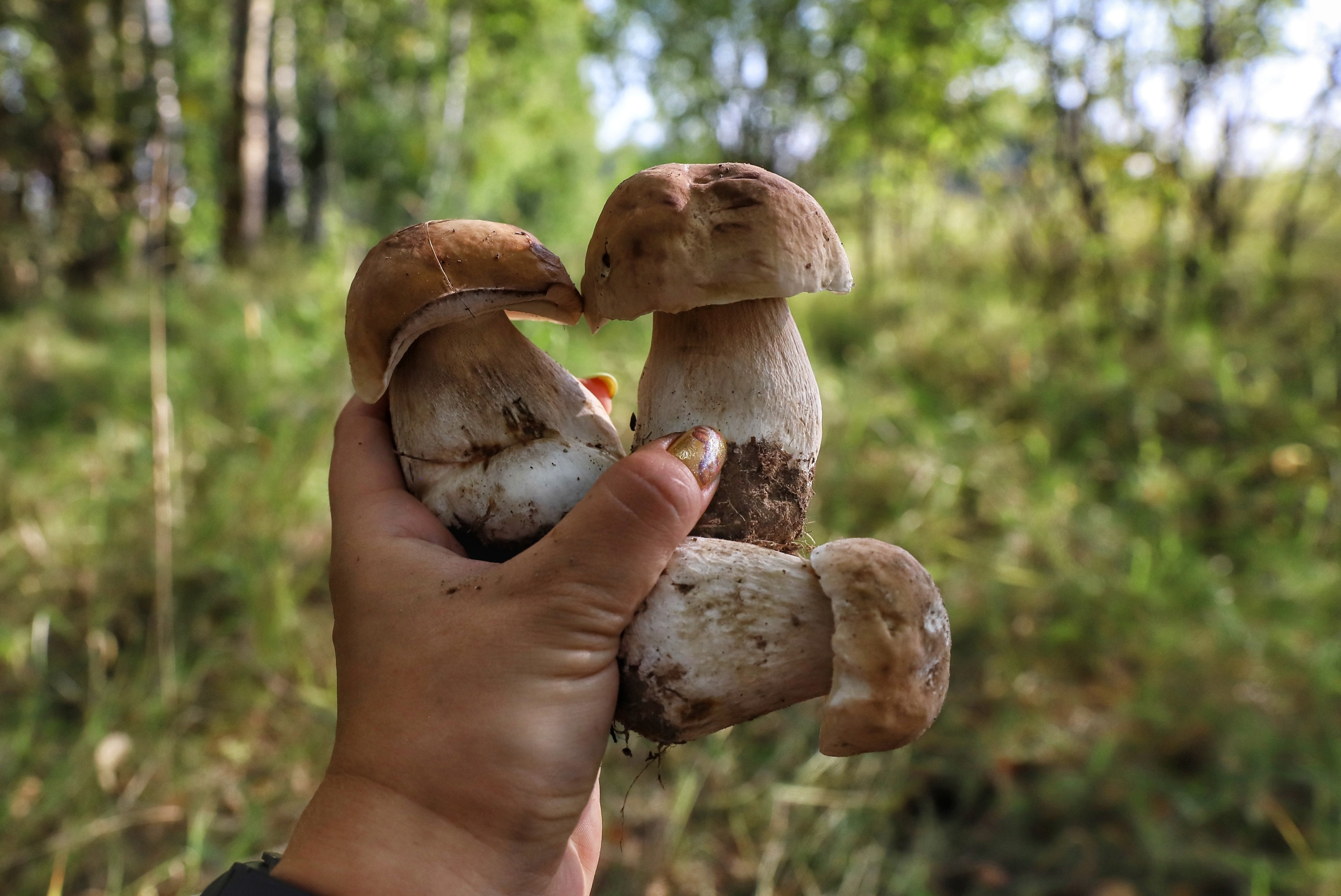 Ножки и шляпки у белых грибов плотные и мясистые