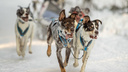 Носики в инее: 10 очень милых фото с заезда собак в аномальные морозы