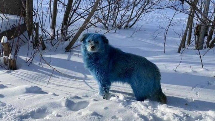 Собак с синей шерстью обнаружили в Дзержинске
