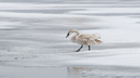 Дикие лебеди плывут по обледеневшему Солёному — фотоподборка 161.RU