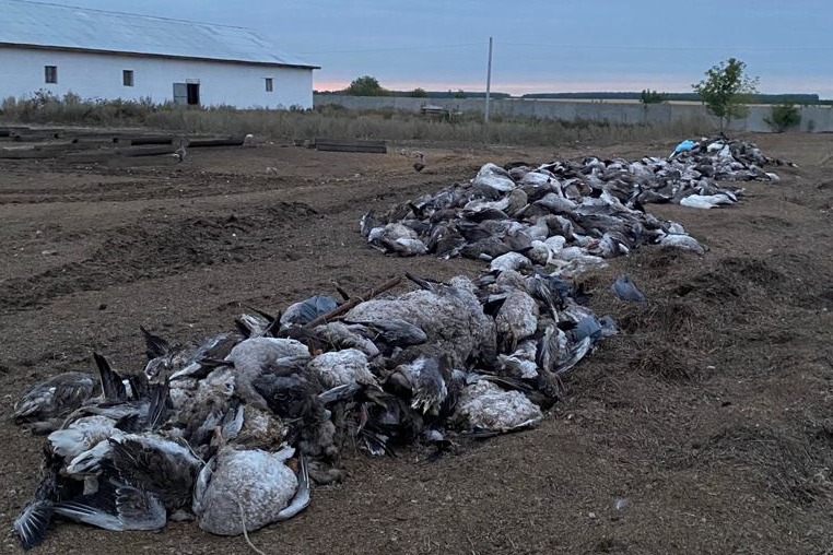 Каждый день на ферме гибнут сотни гусей