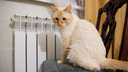 «Дома выстывают»: отопление в Ярославле могут включить раньше срока